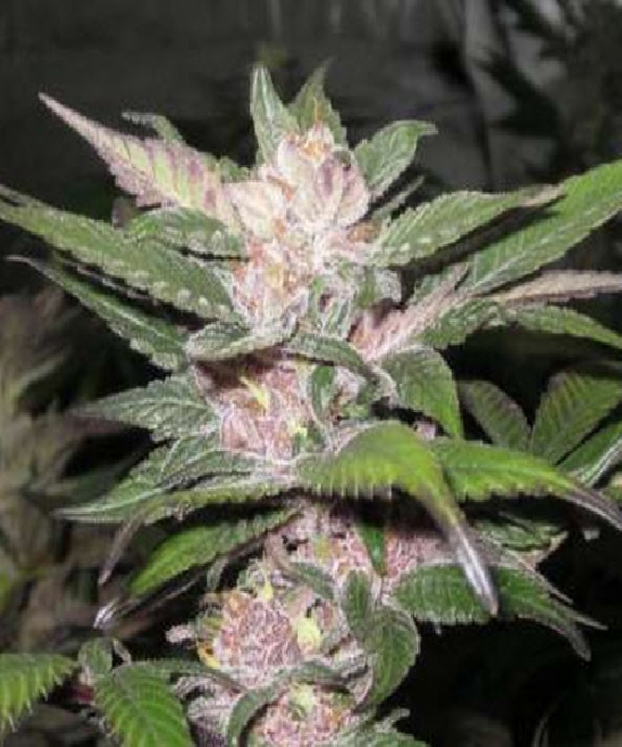 Purple Chem Cannabis Seeds