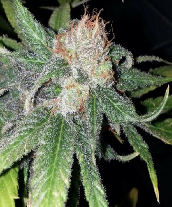 Purple Crack Cannabis Seeds