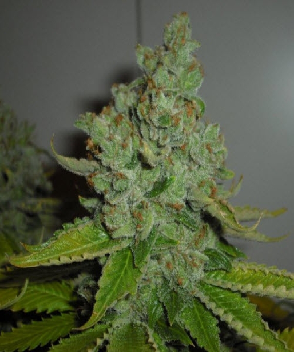 SFV OG Kush Cannabis Seeds