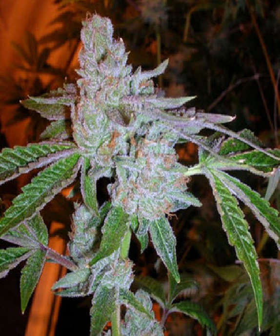 Tahoe OG Kush Cannabis Seeds