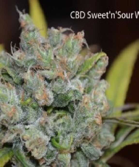 CBD Sweet N Sour Widow Cannabis Seeds