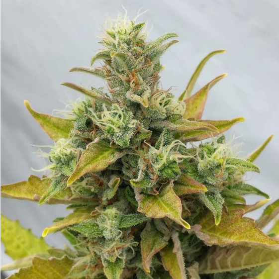 Easy Rider Cannabis Seeds