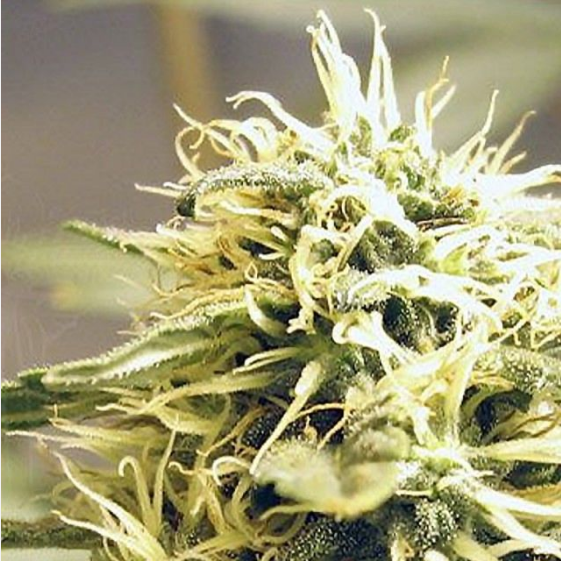 Kush Cannabis Seeds