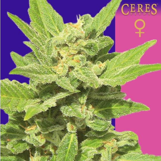 Lemonesia Cannabis Seeds