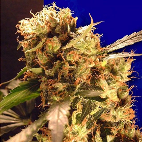 Orange Bud Cannabis Seeds
