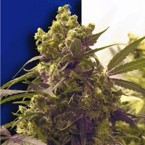 Purple Cannabis Seeds