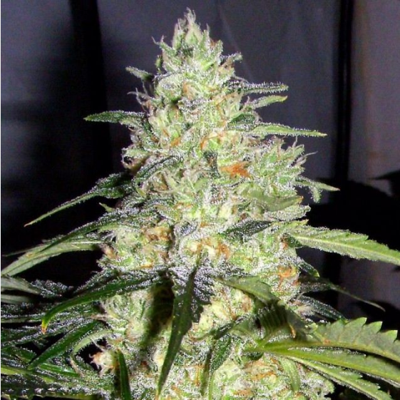 Skunk Cannabis Seeds