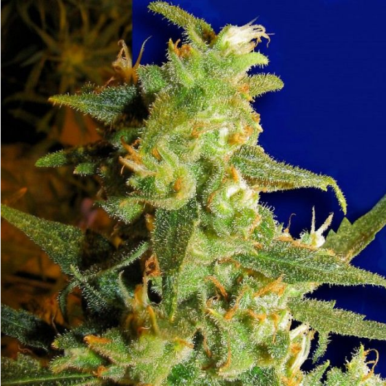 Skunk Haze Cannabis Seeds