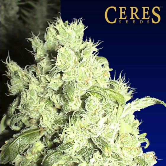 White Indica Cannabis Seeds