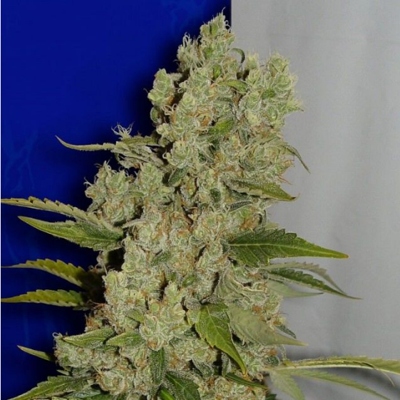 White Widow Cannabis Seeds