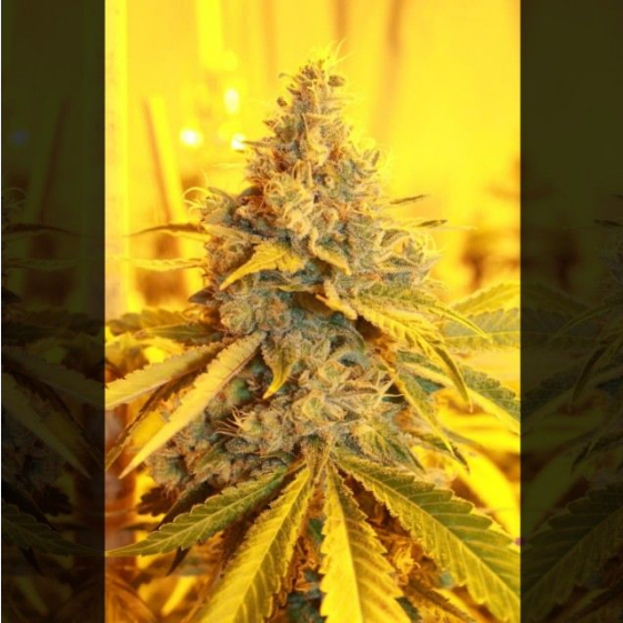 Cheese Dog Haze Cannabis Seeds