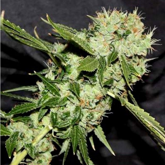 Cheese n Chaze Cannabis Seeds