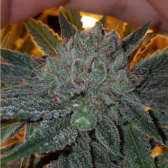 Dead Chem Head Cannabis Seeds