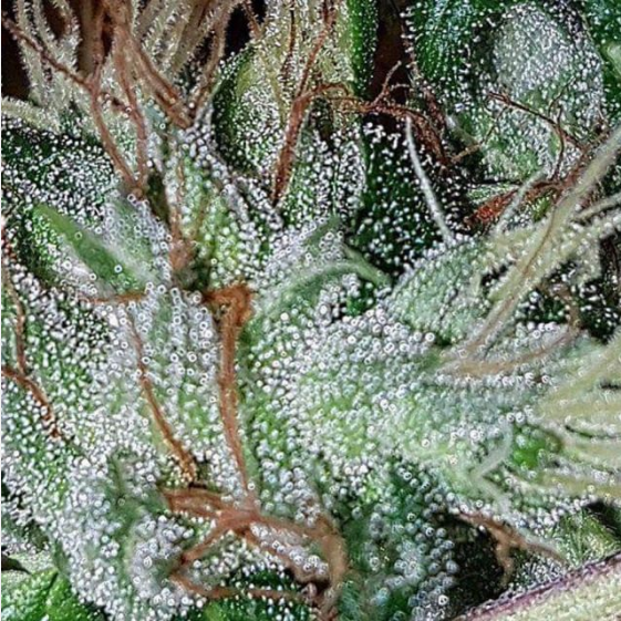 Dutchie Jones Cannabis Seeds