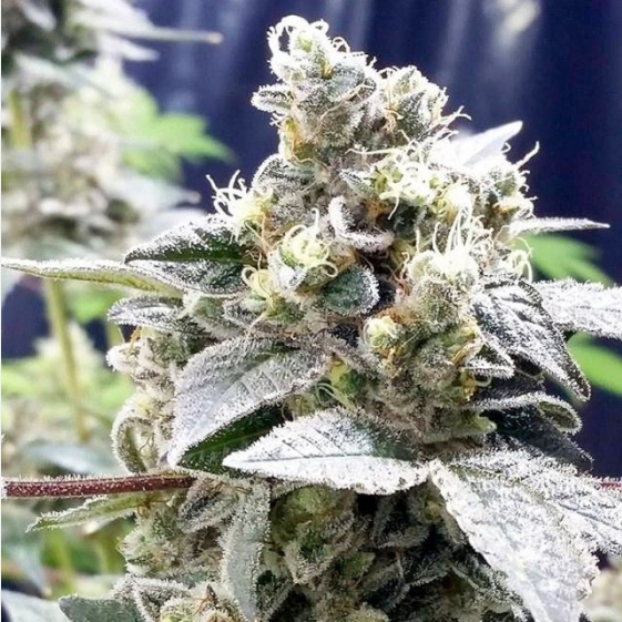 Girl Scout Jones Cannabis Seeds