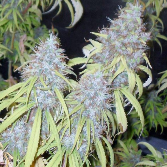 Haze Freak Cannabis Seeds