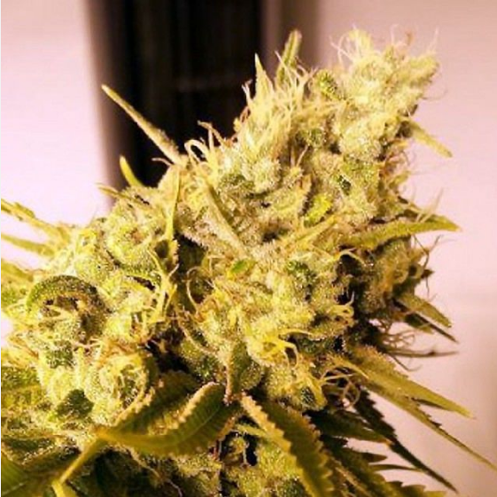 Lemon & Lime Jones Cannabis Seeds