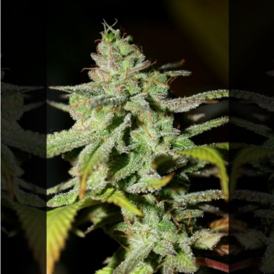 Original Diesel Haze Cannabis Seeds