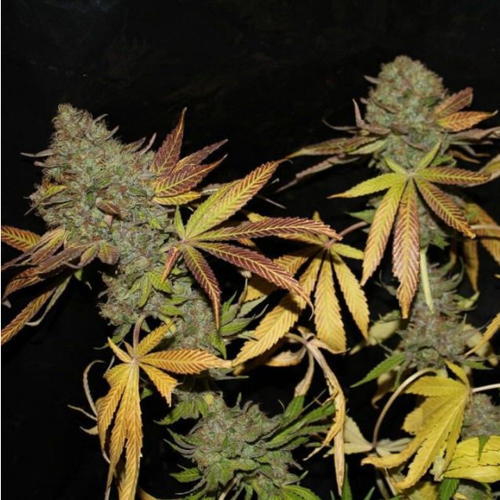 Rainbow Jones Haze Cannabis Seeds