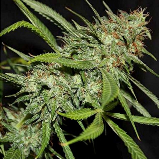 Sour Hazy Jones Cannabis Seeds