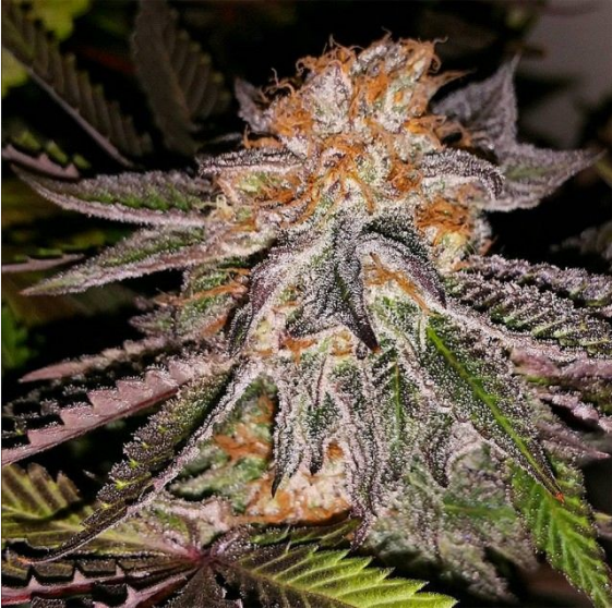 Strawberry Cookies Cannabis Seeds
