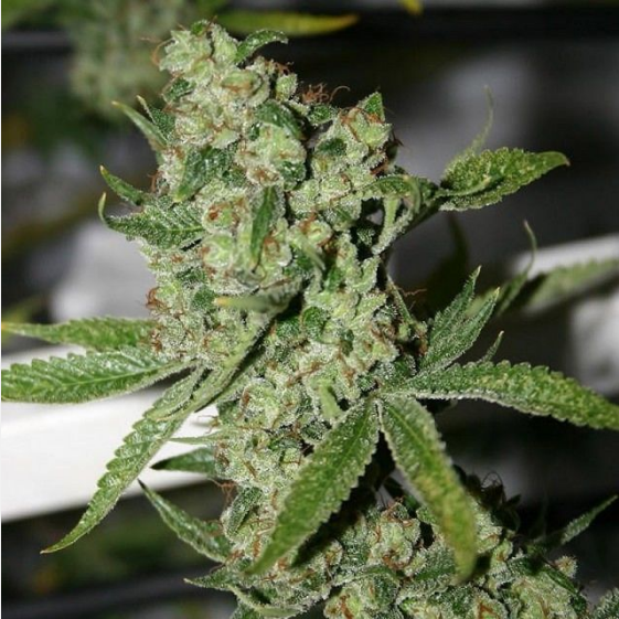 Super Silver Sour Diesel Haze Cannabis Seeds