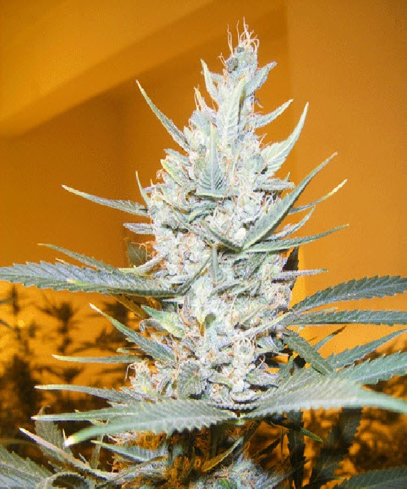 Amphetamine Cannabis Seeds