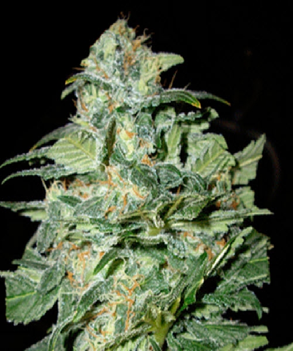 Crop Circle Auto Cannabis Seeds