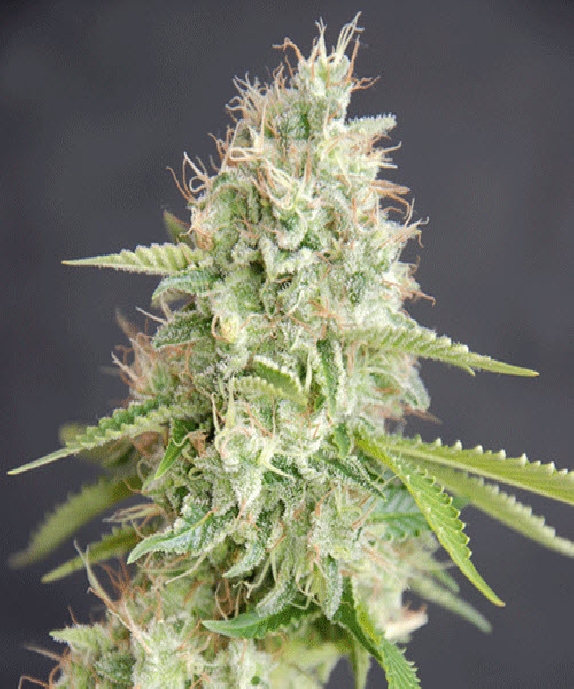 Double Cream Cannabis Seeds