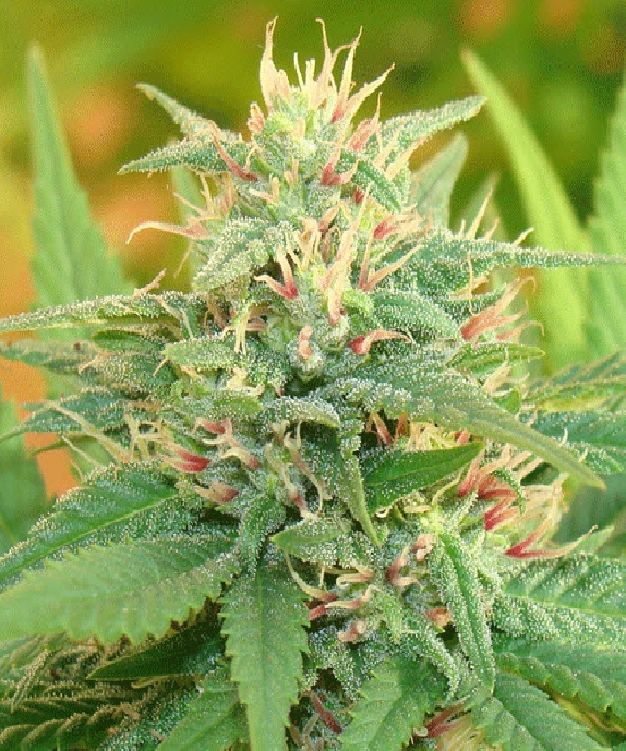 Narcotic Kush Cannabis Seeds