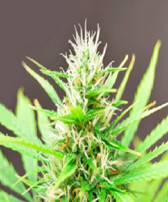 Robocrop  Cannabis Seeds