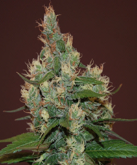 Sour Turbo Diesel Cannabis Seeds