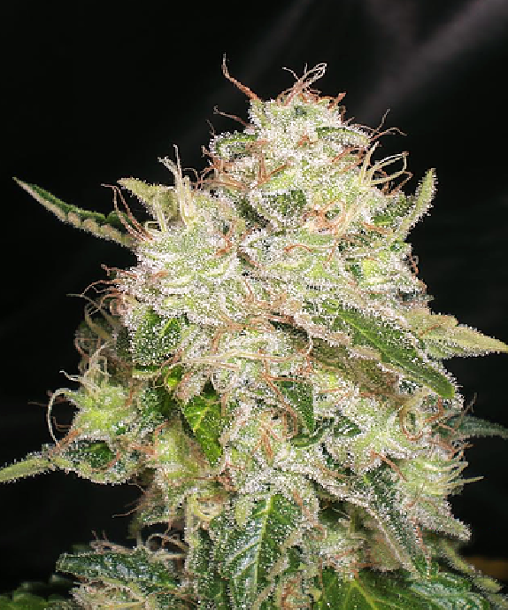 White Chronic Cannabis Seeds