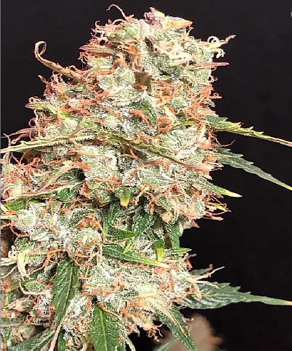 Auto Masszar Cannabis Seeds