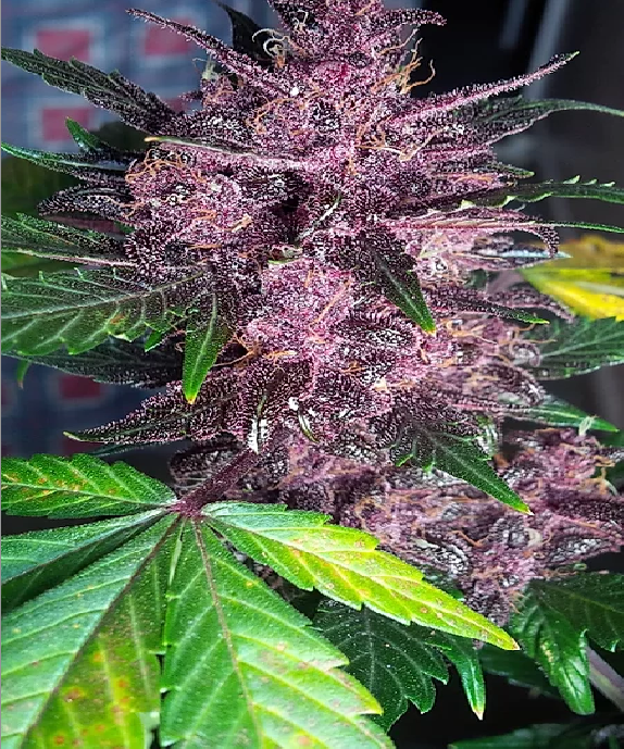 Auto Mendo Mass Cannabis Seeds