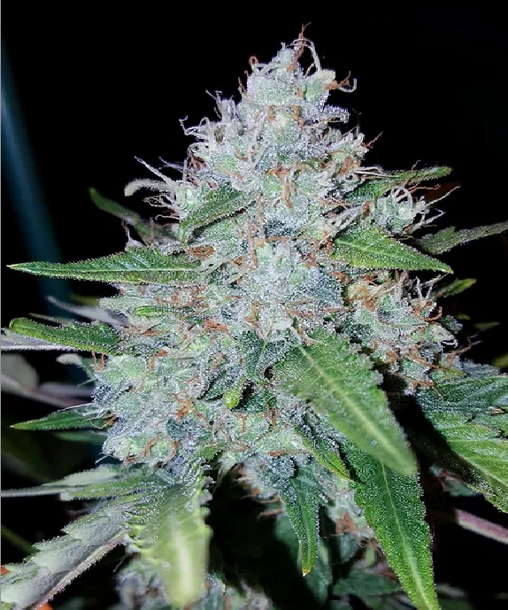 Auto Monster Mass Cannabis Seeds