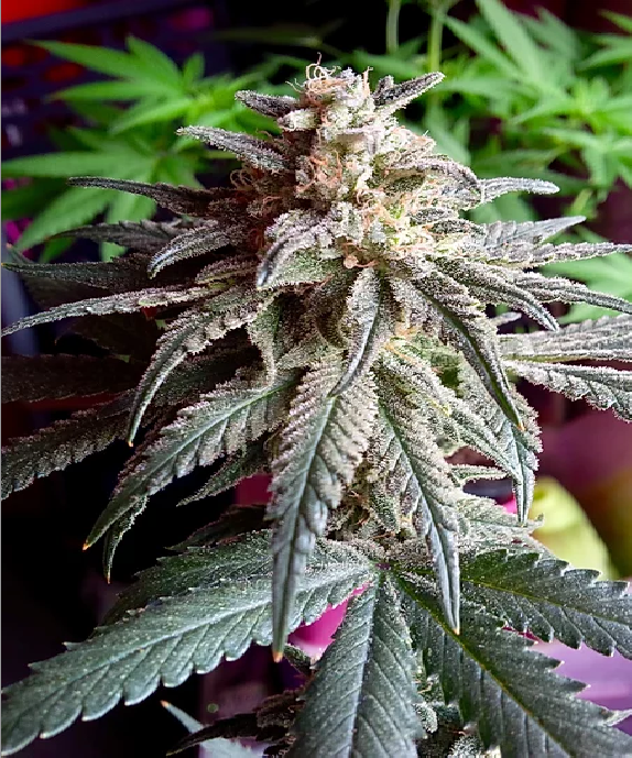 Auto Purple Dawg Mass Cannabis Seeds