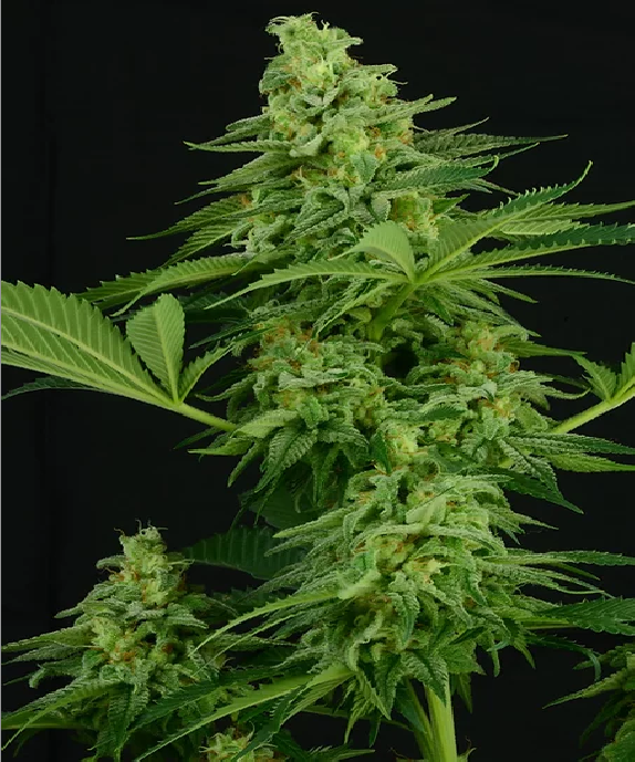 Moonshine Mass Cannabis Seeds