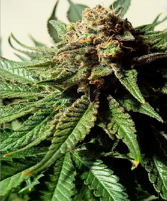 Psychotropic Mass Cannabis Seeds