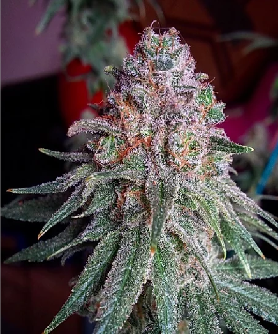 Purple Dawg Mass Cannabis Seeds