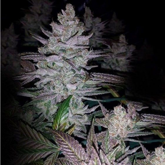 Kings Banner Cannabis Seeds