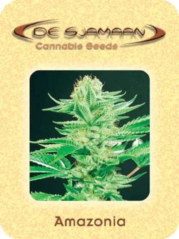 Amazonia Cannabis Seeds