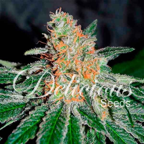 CBD Jam Cannabis Seeds