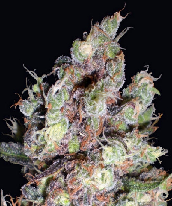 Cotton Candy Kush Cannabis Seeds