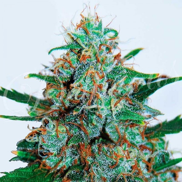 Critical Neville Haze Auto Cannabis Seeds