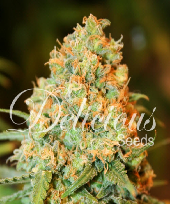 Critical Super Silver Haze Cannabis Seeds