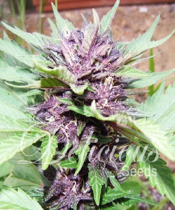 Auto Dark Purple Cannabis Seeds