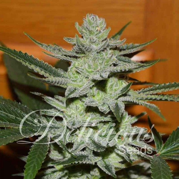 Unknown Kush Cannabis Seeds