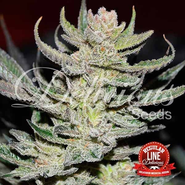 Unknown Kush Regular Cannabis Seeds