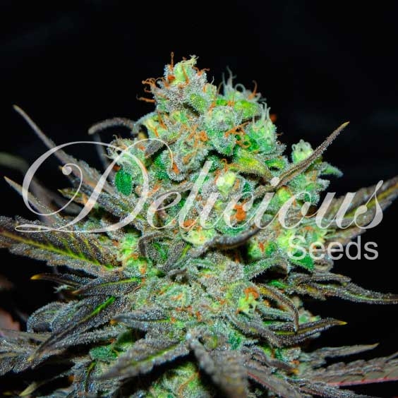 Eleven Roses Cannabis Seeds